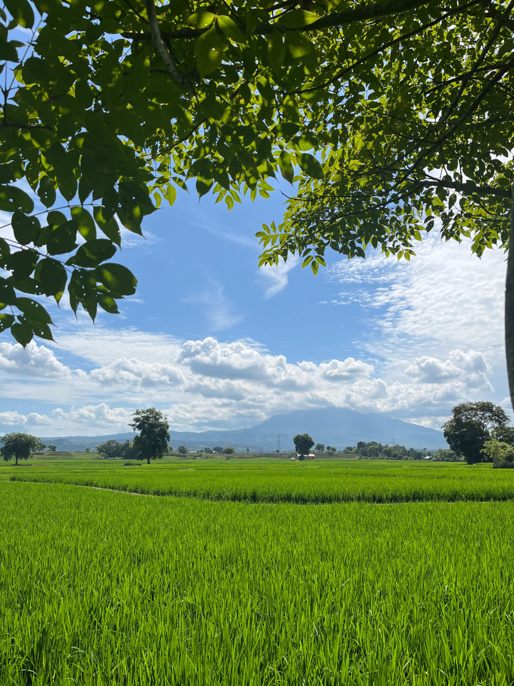 Area Persawahan Gampong Lamkuk